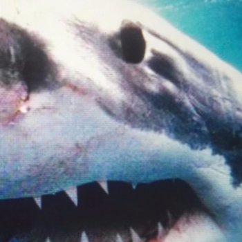 Kool Savas & Sido - Royal Bunker Artwork