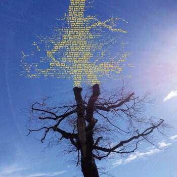 Laetitia Sadier - Rooting For Love Artwork