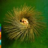 Peter Gabriel - OVO Artwork