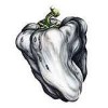Ween - 'White Pepper' (Cover)
