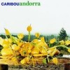 Caribou - 'Andorra' (Cover)
