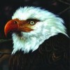 Mogwai - 'The Hawk Is Howling' (Cover)
