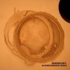 Kleinschmager Audio - 'Audiology' (Cover)