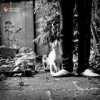 DJ Adlib - 'Hi-Hat Club Vol. 6: Haus &amp; Garten' (Cover)