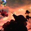 No Joy - Bugland: Album-Cover