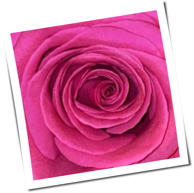 Bilderbuch - Gelb Ist Das Feld