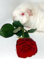 Valentinstag: Die besten Blumensongs
