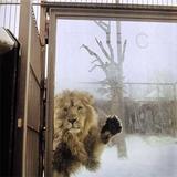 Phoenix - Kitsuné Tabloid Artwork