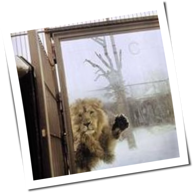 Phoenix - Kitsuné Tabloid