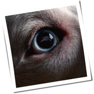 Roger Waters - The Dark Side Of The Moon Redux