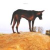 Fenin - Grounded: Album-Cover