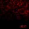 O.S.I. - Blood: Album-Cover