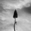Manchester Orchestra - A Black Mile To The Surface: Album-Cover