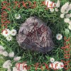 Bladee - The Fool: Album-Cover