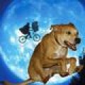 Weezer - Ein Hund geht um die Welt