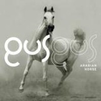 Gus Gus – Arabian Horse