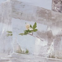 Efterklang – Windflowers