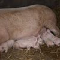 Matthew Herbert – Protokoll eines Schweinelebens