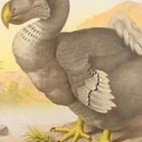 Metalsplitter – Manowar mit Dodo und einem hohlen Bein