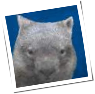 Littlewombat